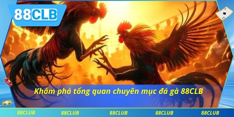 Khám phá tổng quan chuyên mục đá gà 88CLB