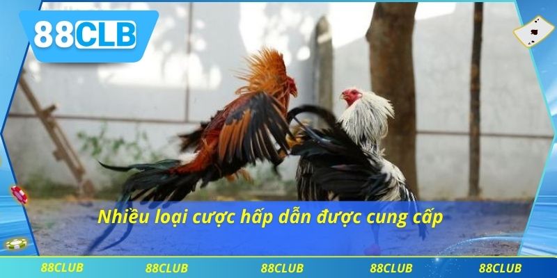 Nhiều loại cược hấp dẫn được cung cấp